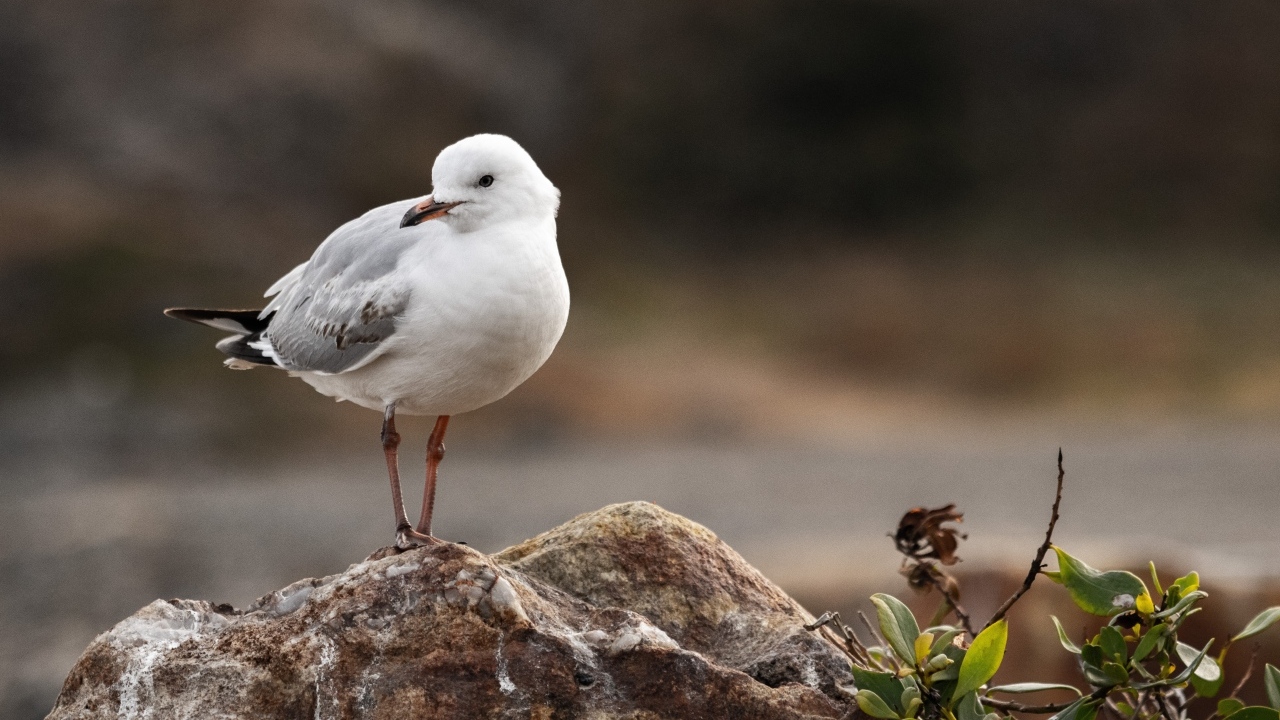 Белая маленькая чайка сидит на камне