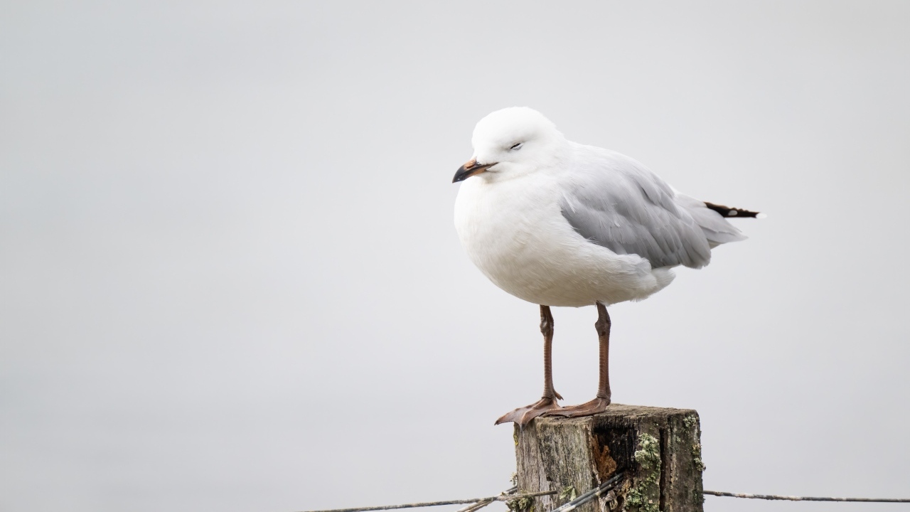 Белая чайка спит на столбе 
