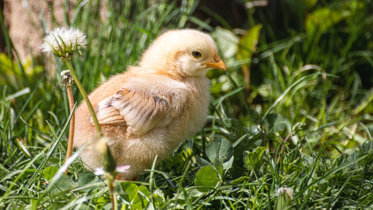 Желтый маленький цыпленок сидит в зеленой траве