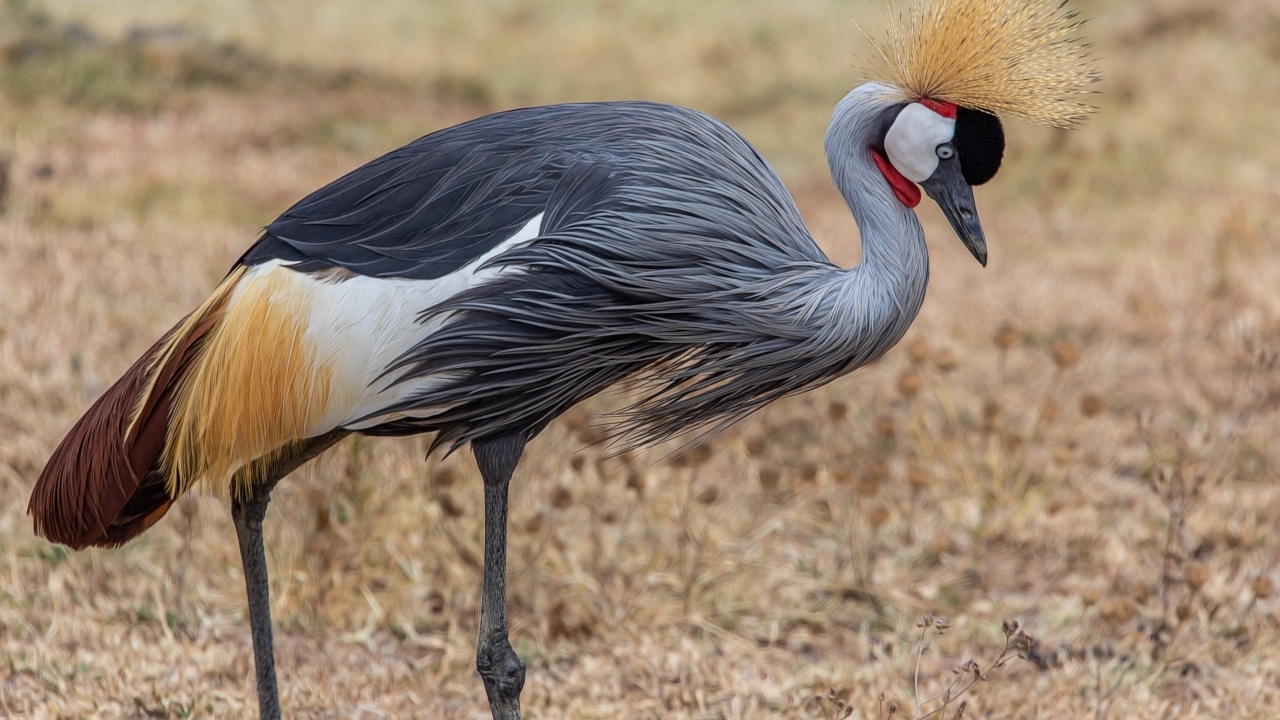Красивый венценосный журавль