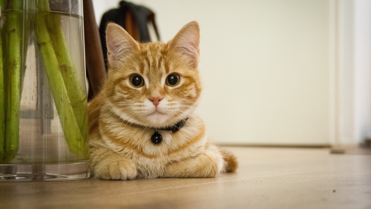 Красивый рыжий кот лежит у вазы с цветами