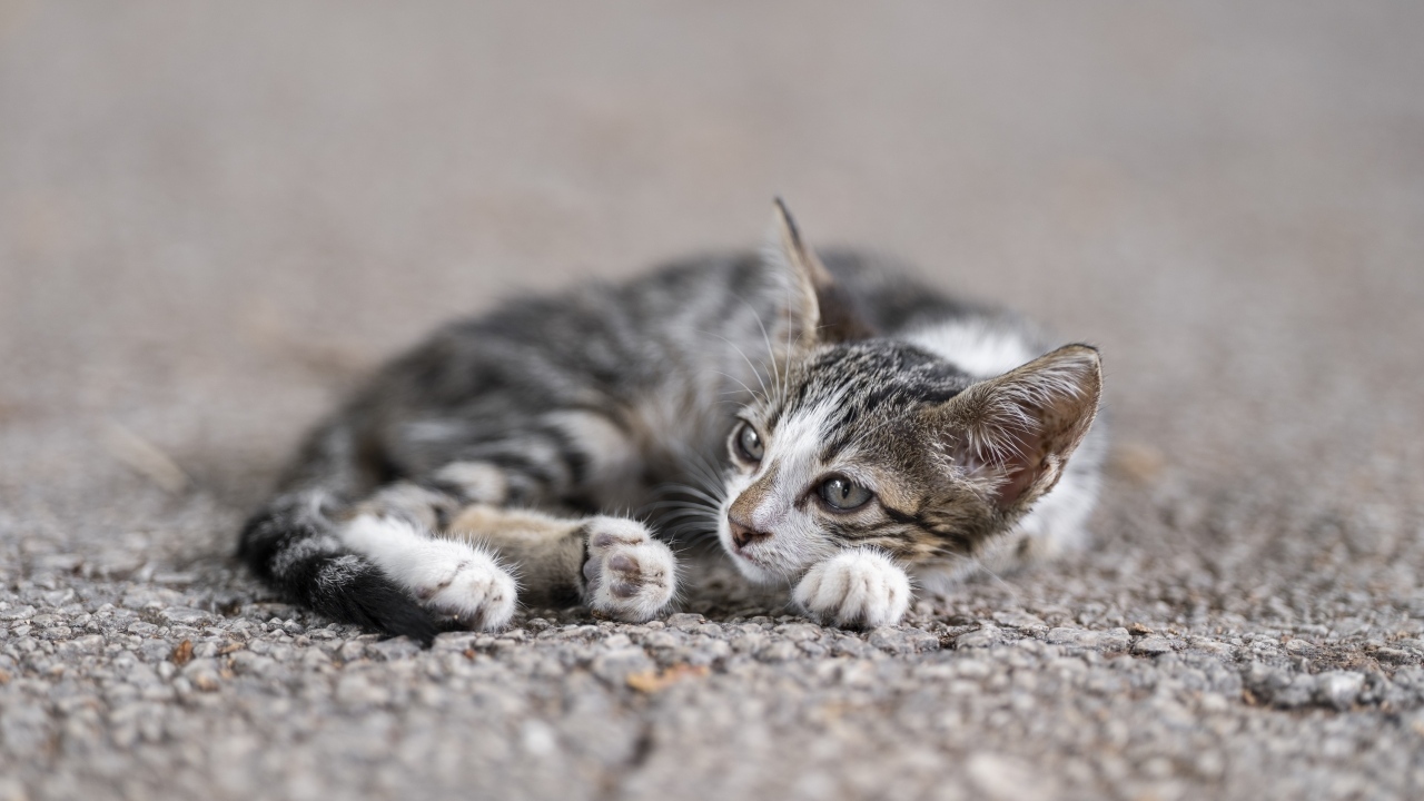 Маленький серый котенок лежит на асфальте