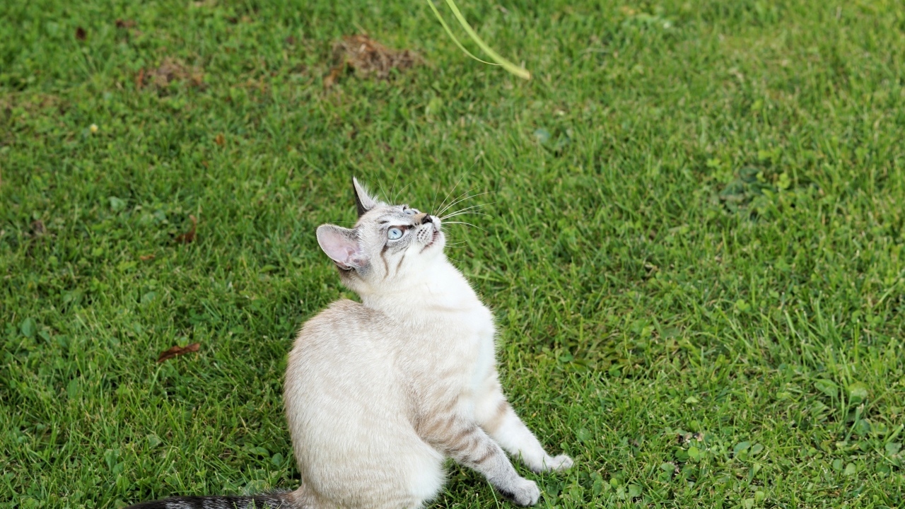 Красивая породистая кошка сидит на зеленой траве