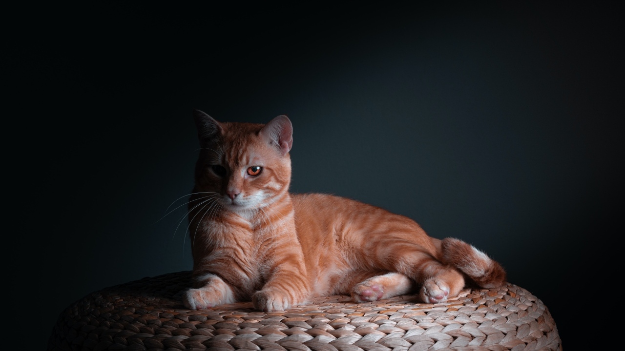 Большой рыжий кот на сером фоне