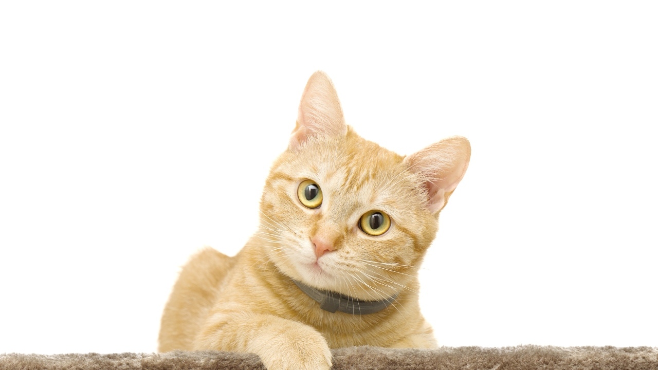 Большой рыжий кот на белом фоне