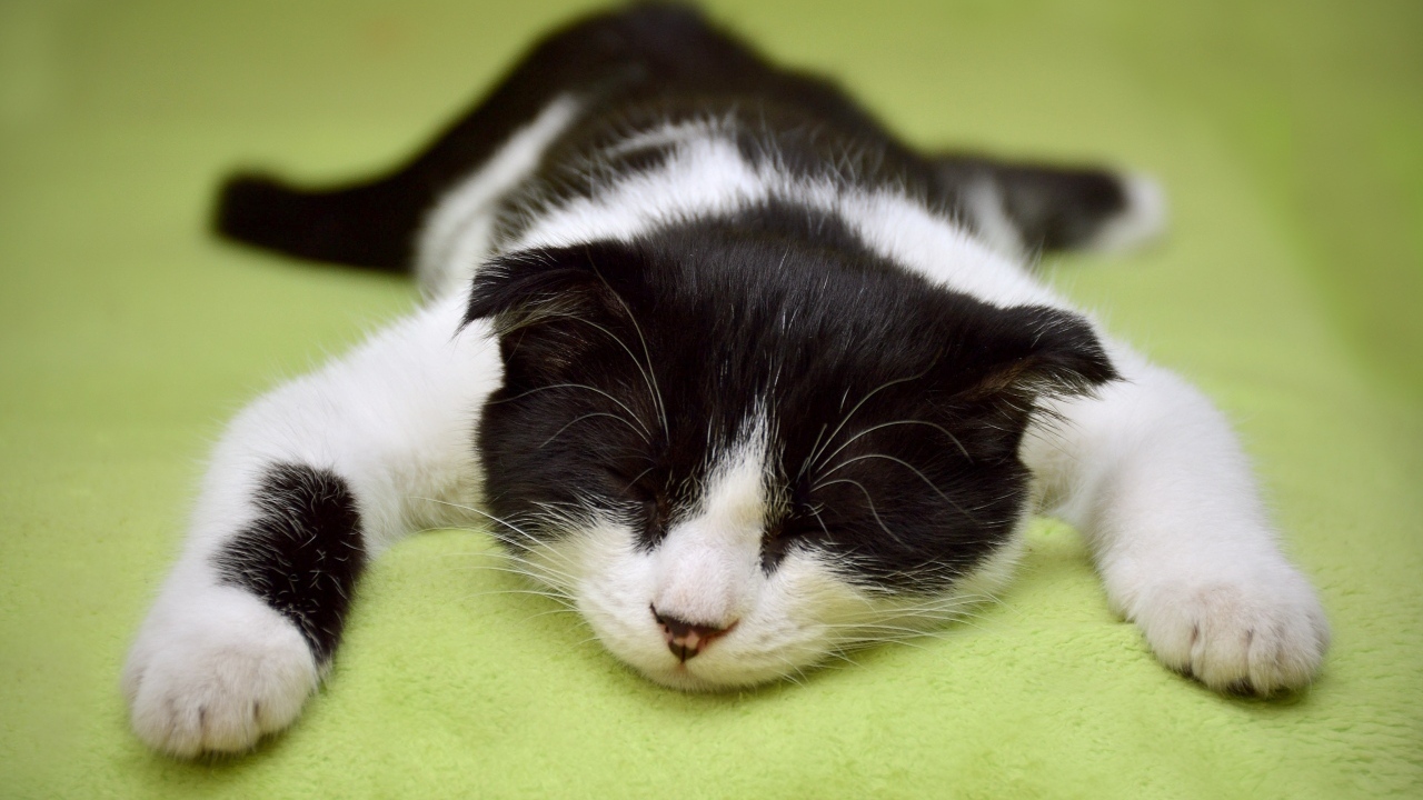 Черно-белый домашний кот спит на кровати