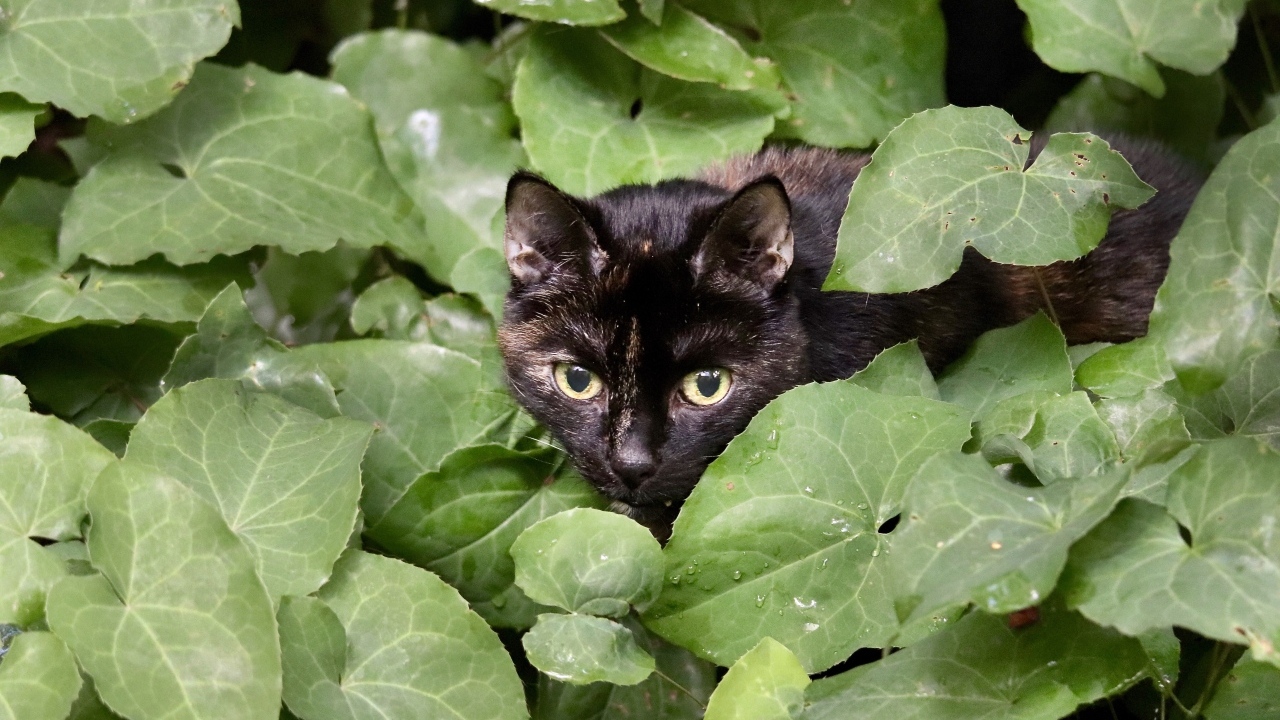 Черная кошка прячется в зеленых листьях