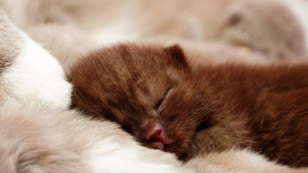 Милый спящий коричневый котенок