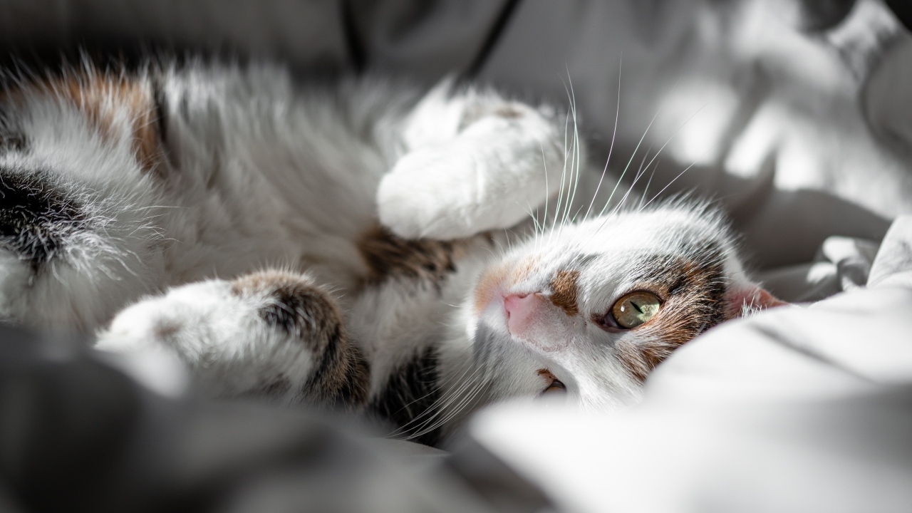 Домашний кот нежится в постели