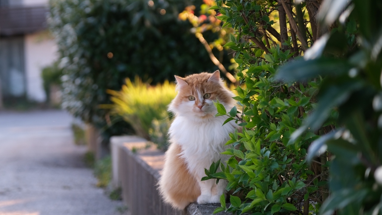 Пушистый рыжий с белым кот сидит у куста