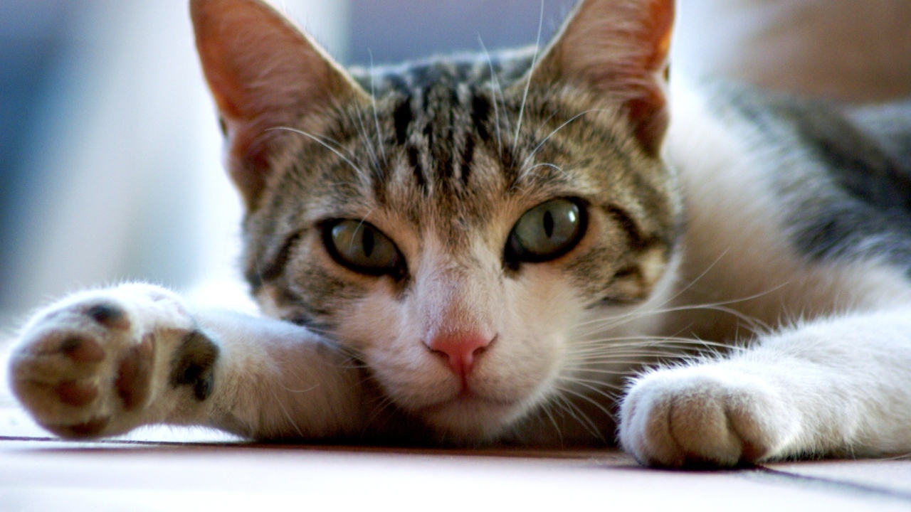 Серый с белым домашний зеленоглазый кот