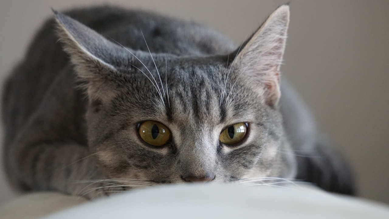 Серая кошка спит на диване