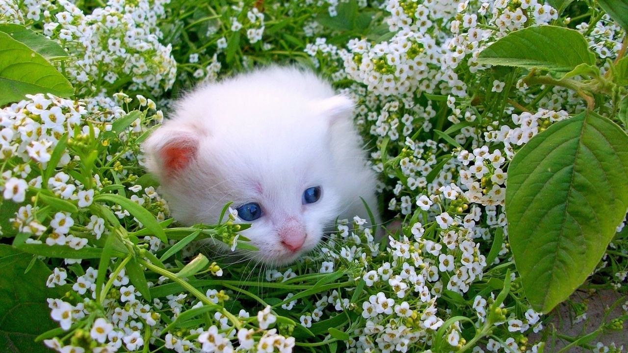 Маленький котенок в белых цветах