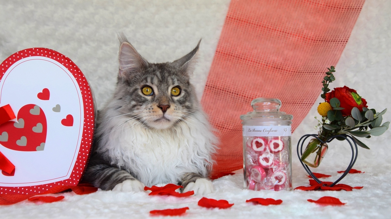 Maine Coon cat with hearts