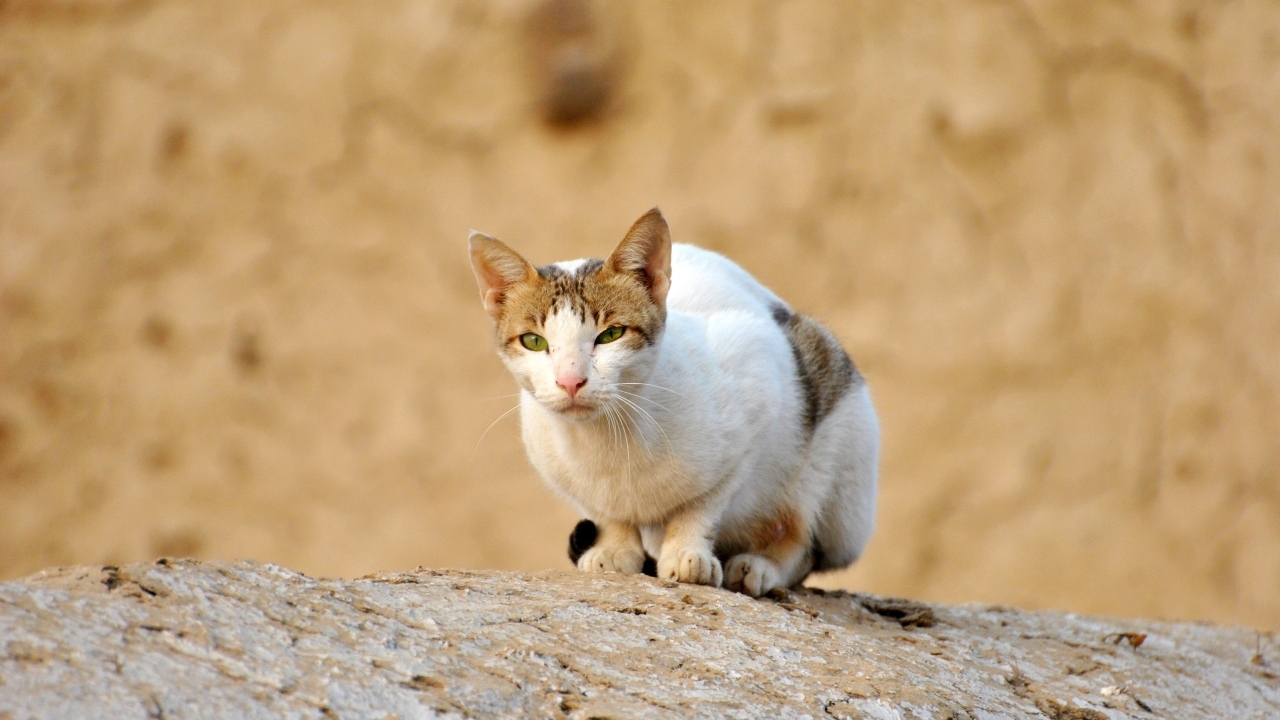 Грустный бродячий кот сидит на камне