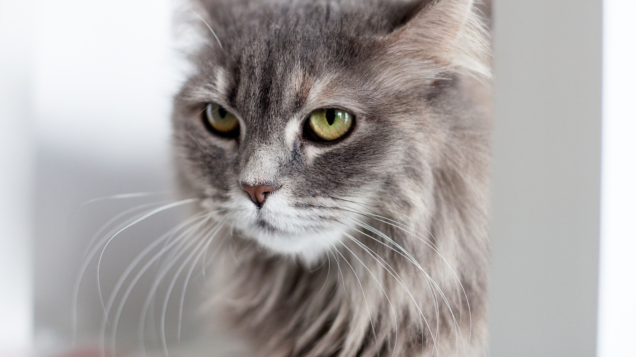Серьезный взгляд пушистого серого кота