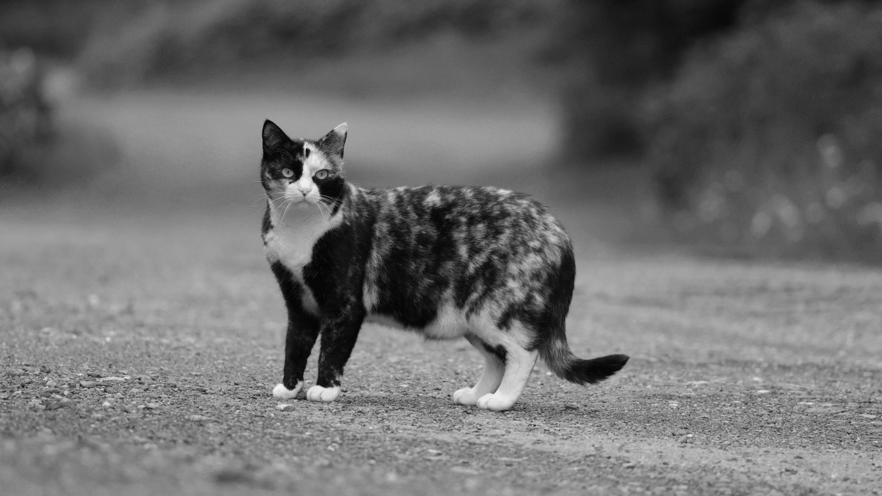 Пятнистая трехцветная кошка на дороге