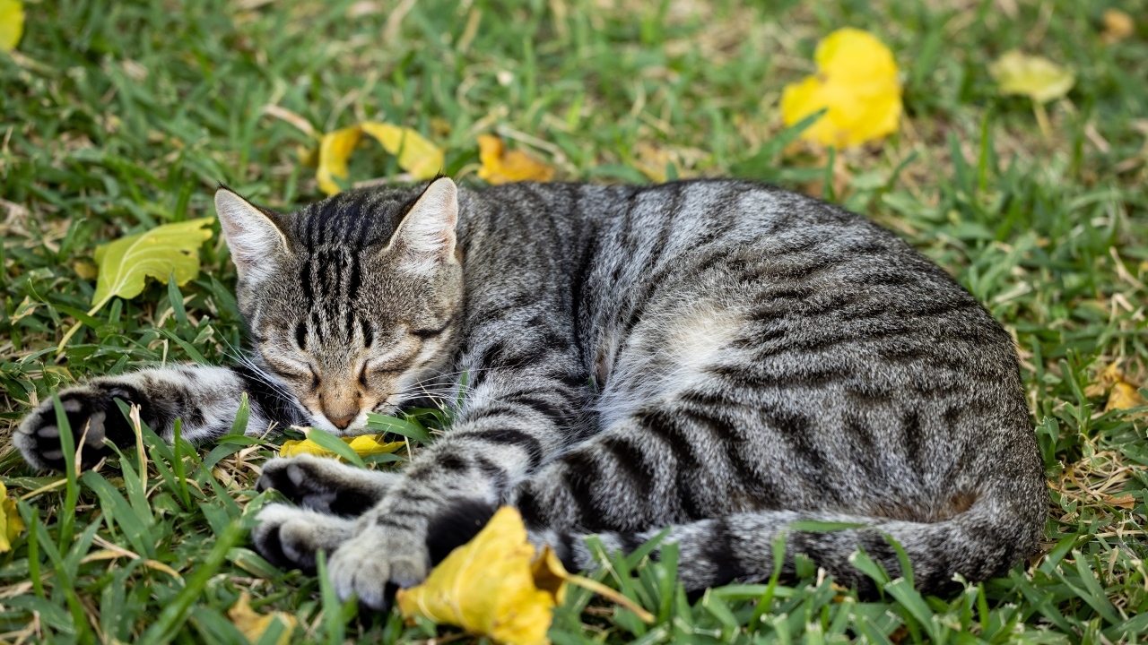 Striped gray cat lies on the grass