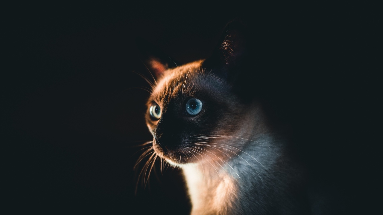 Морда голубоглазого сиамского кота на черном фоне