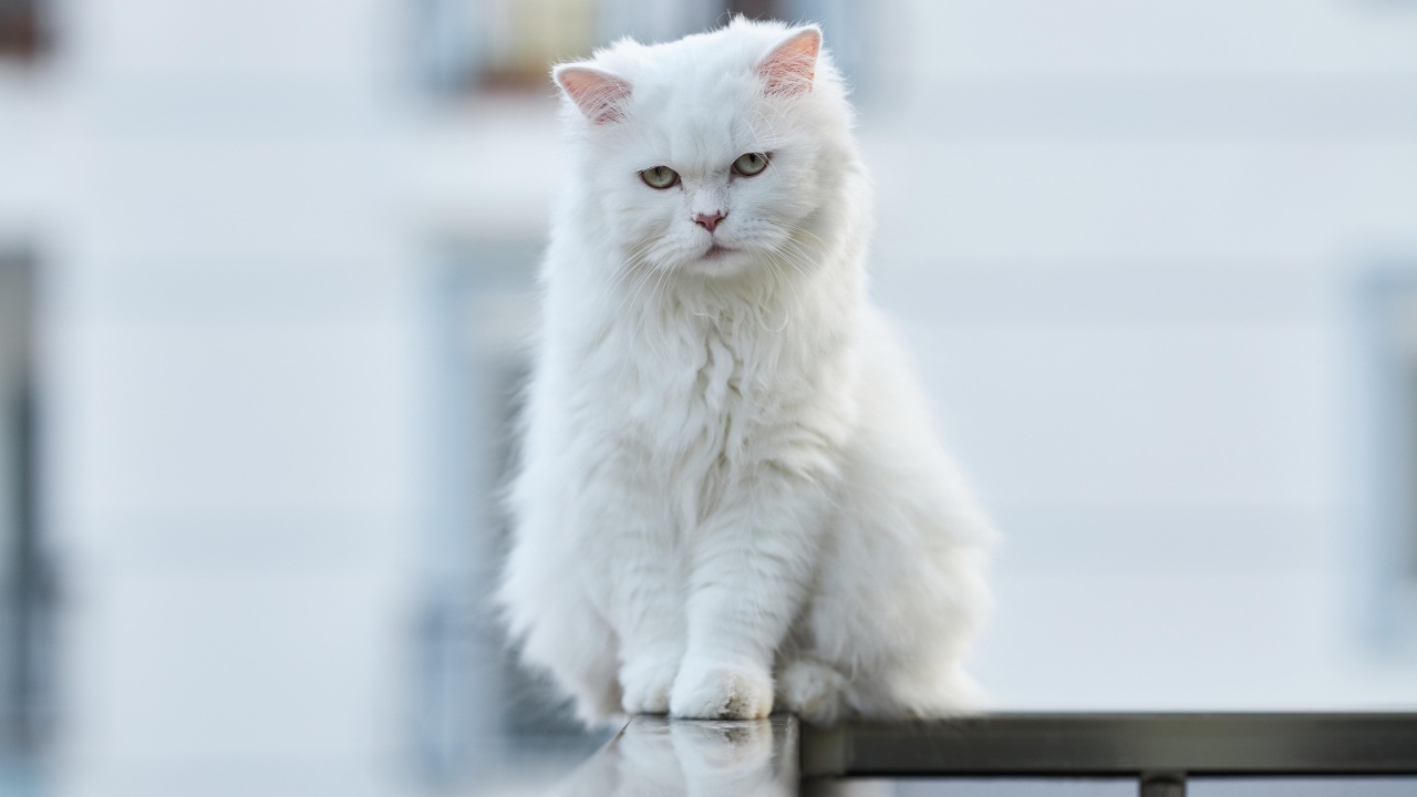 Белый грустный кот с зелеными глазами