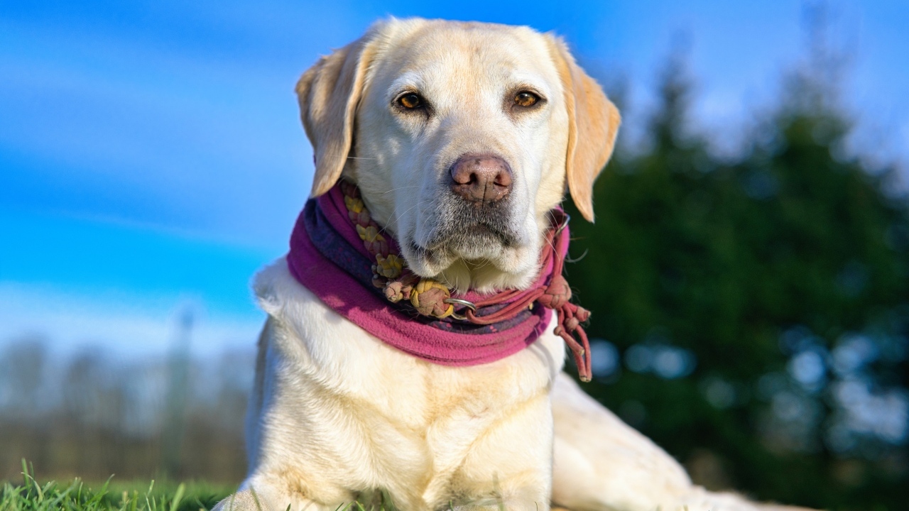 Красивый золотистый ретривер лежит на траве