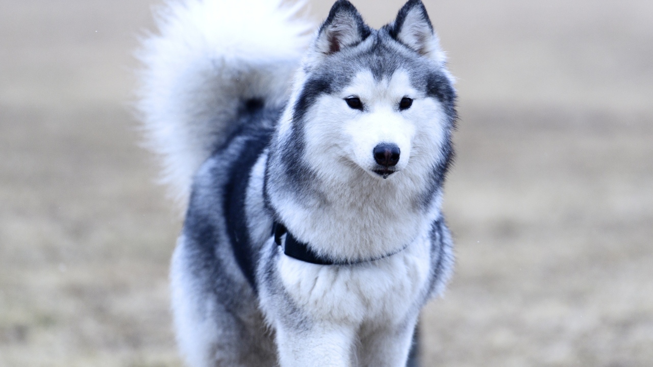 Красивая собака породы хаски