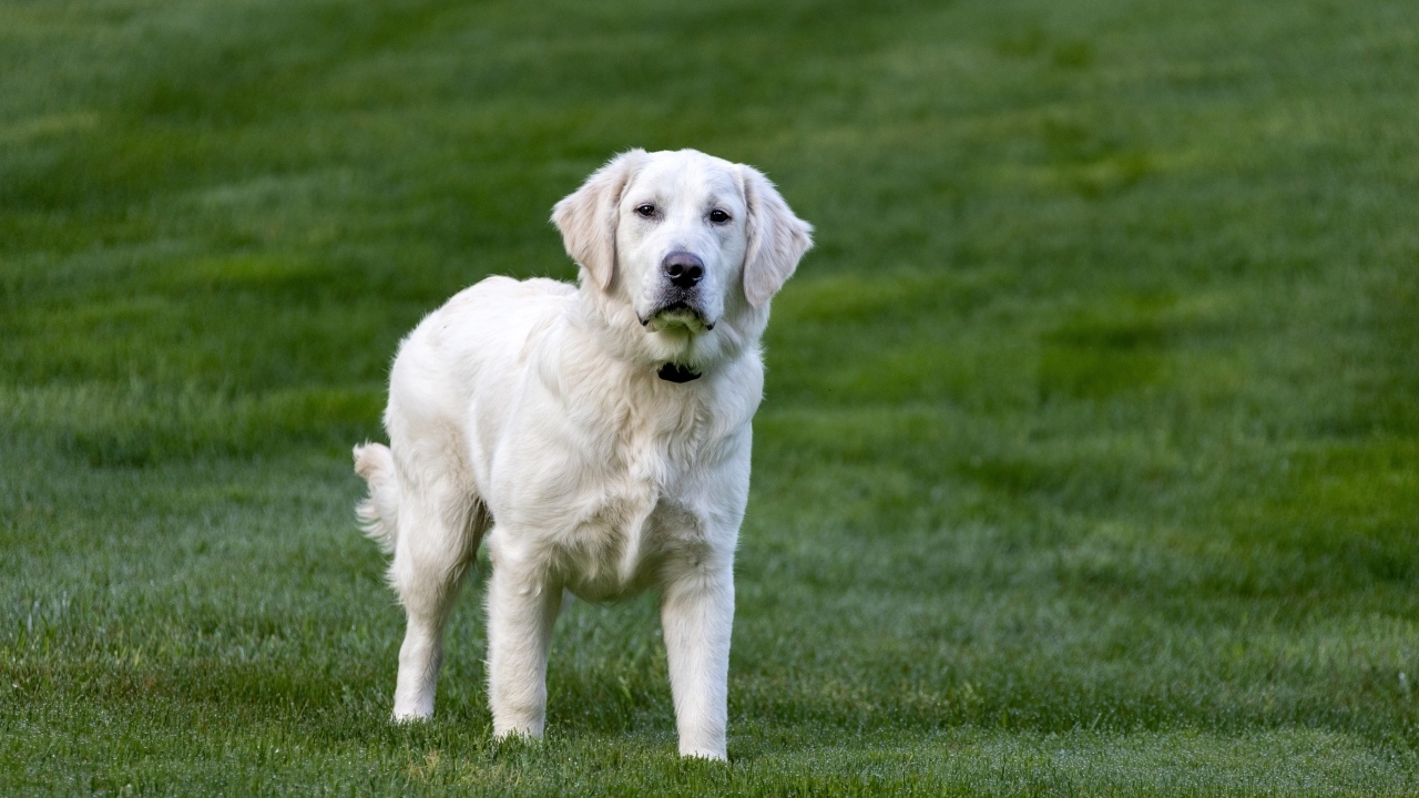 Большой золотистый ретривер на зеленой траве