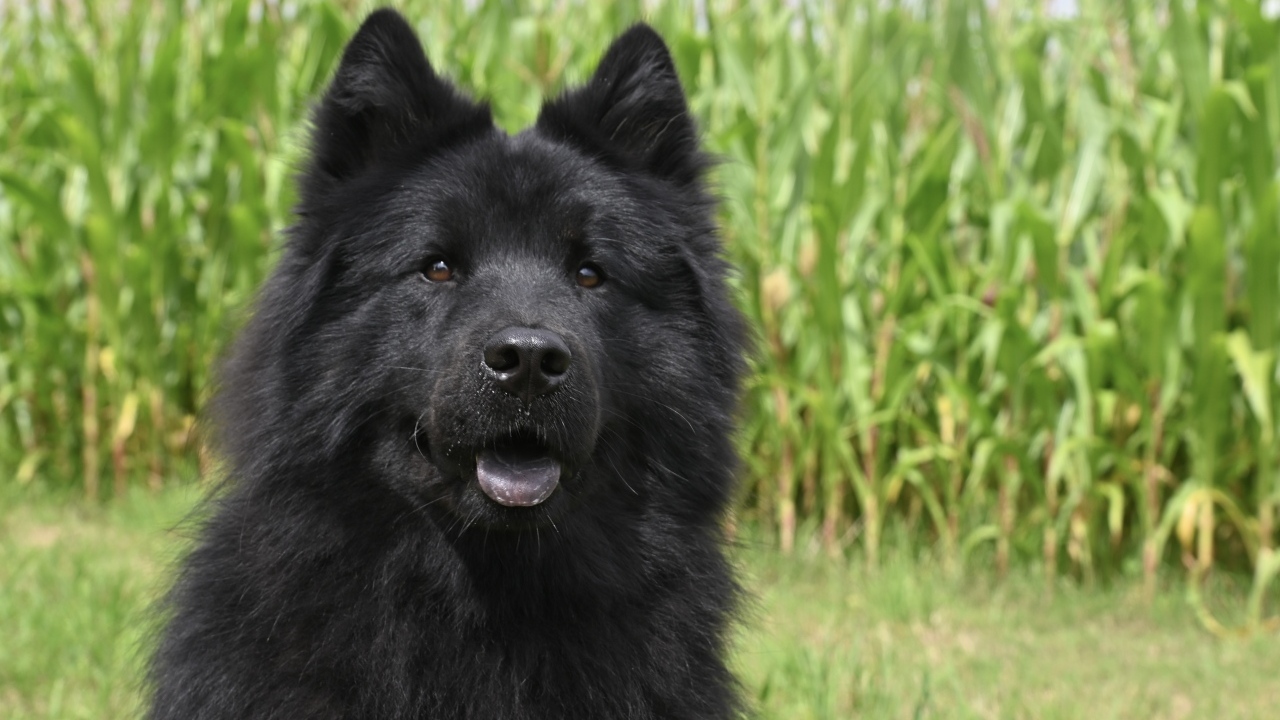 Черная евразийская собака сидит на траве