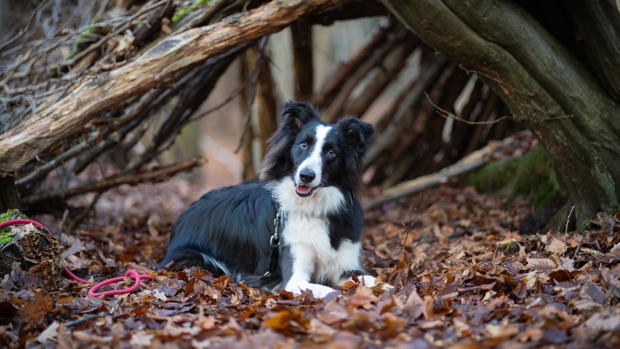 Собака породы бордер колли лежит на листве в парке 