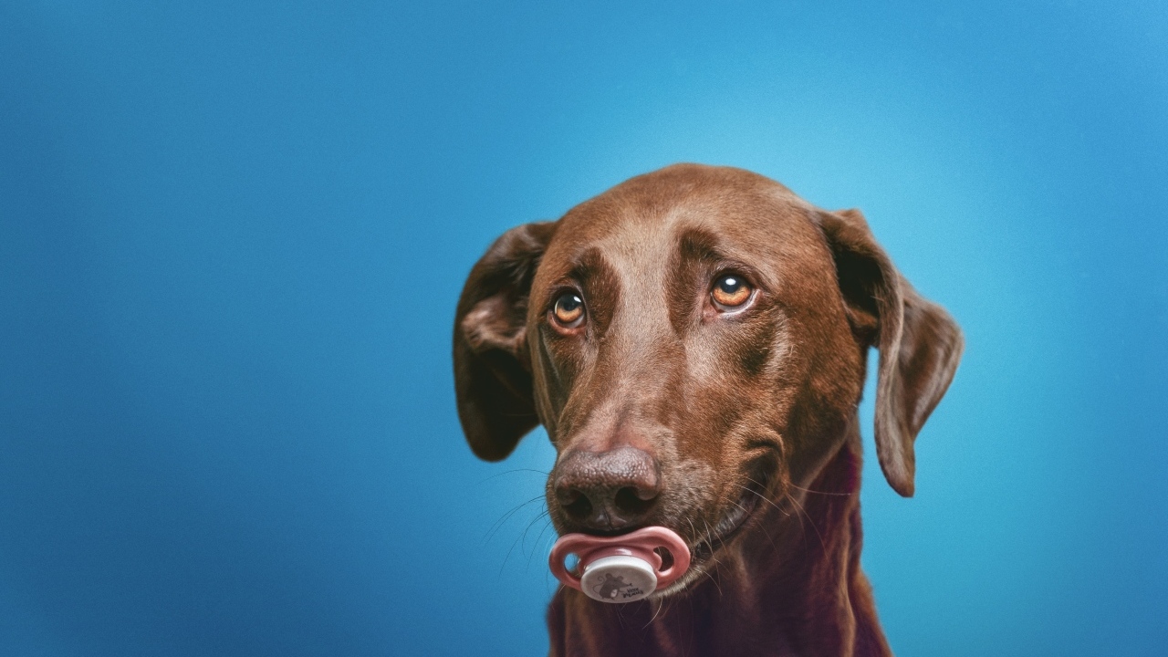 Коричневый лабрадор с соской в зубах