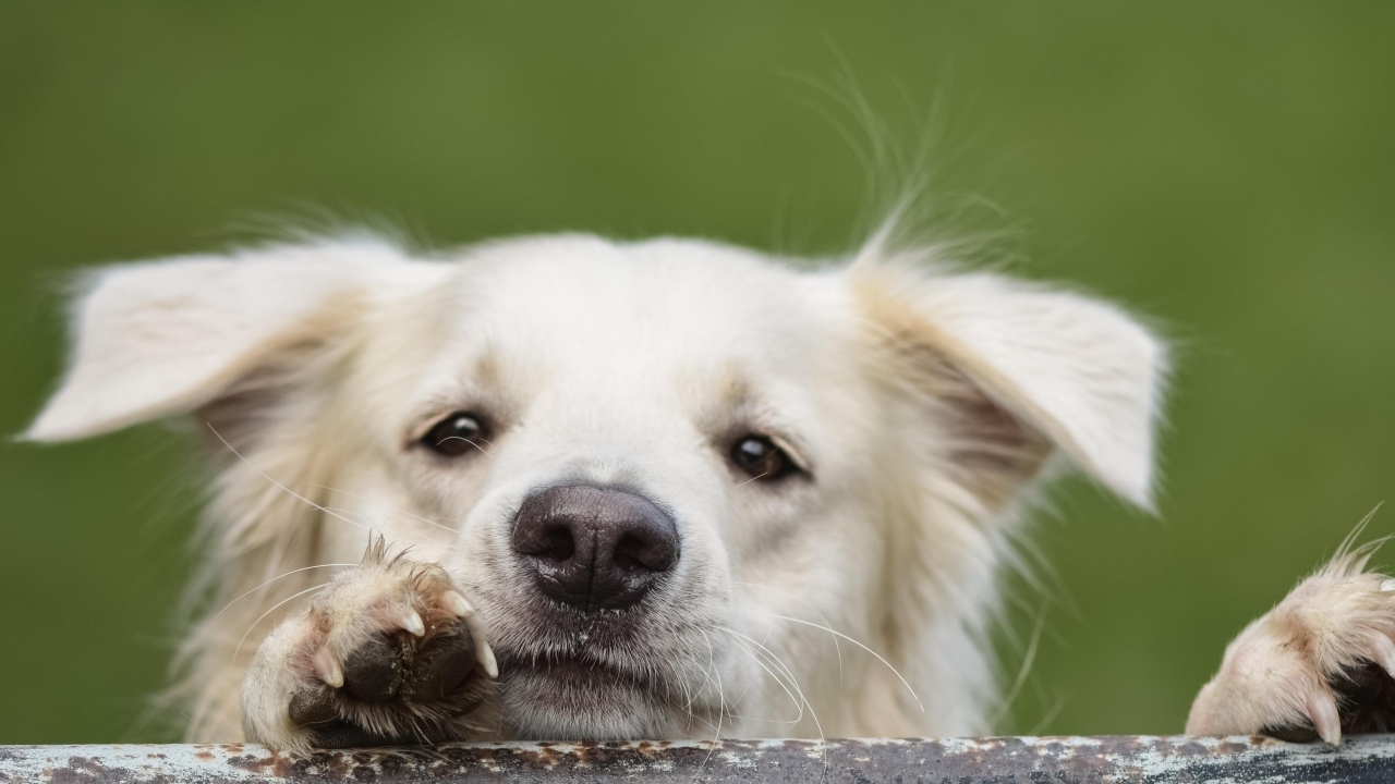 Любопытный белый пес 