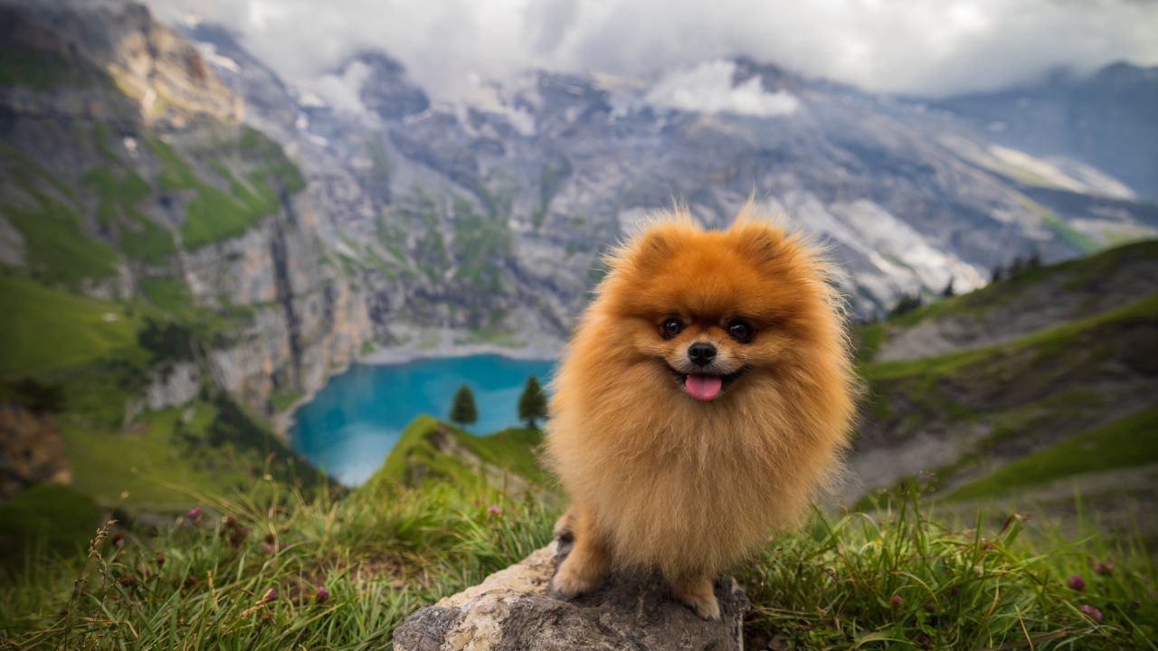 Милый шпиц стоит на камне