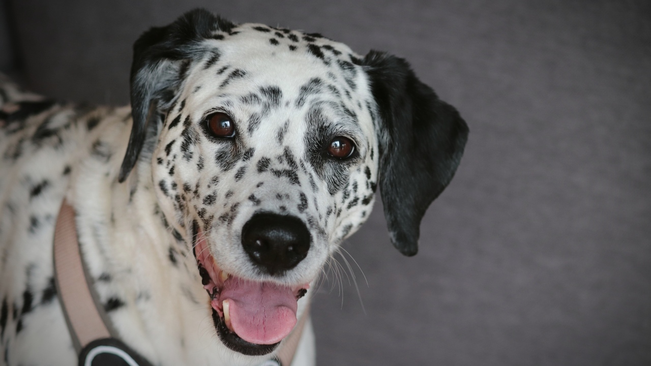 Далматин с открытой пастью на сером фоне