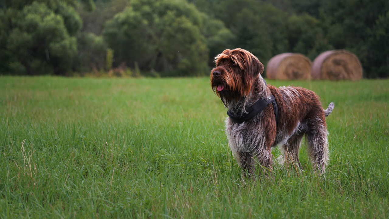 Dog breed Griffon Kortalsa stands in the grass