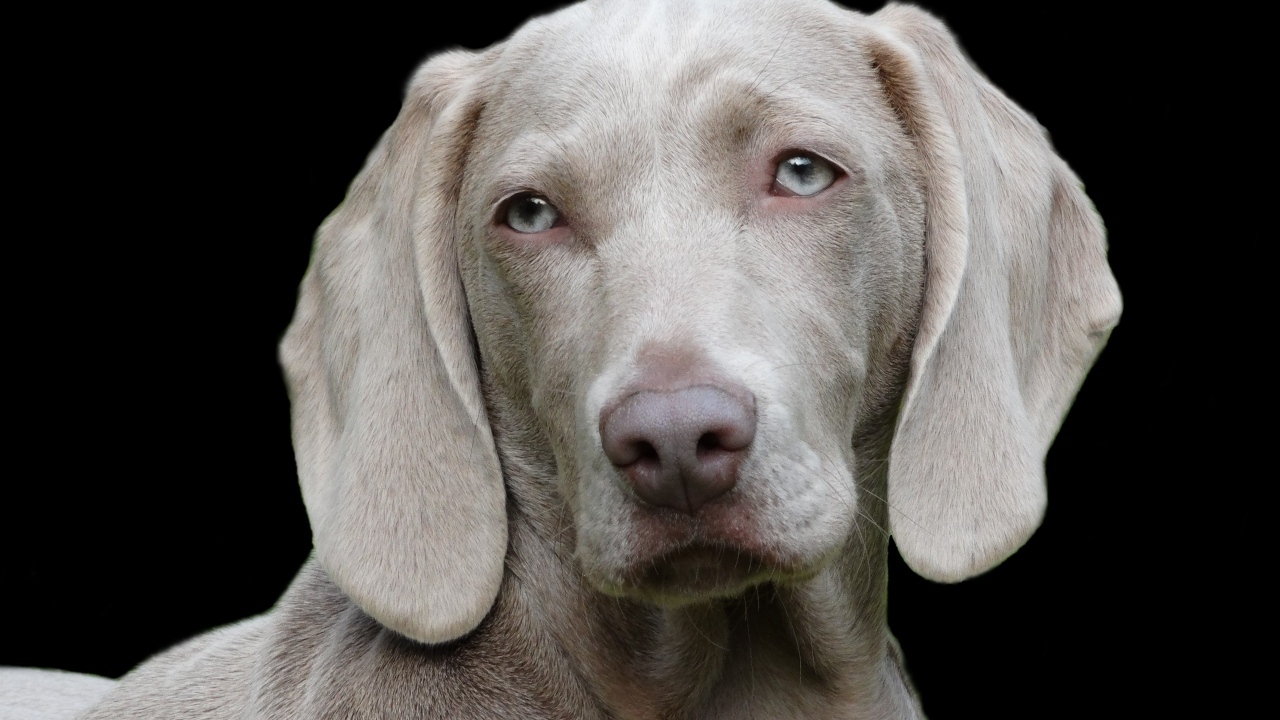Пес породы веймаранер на черном фоне