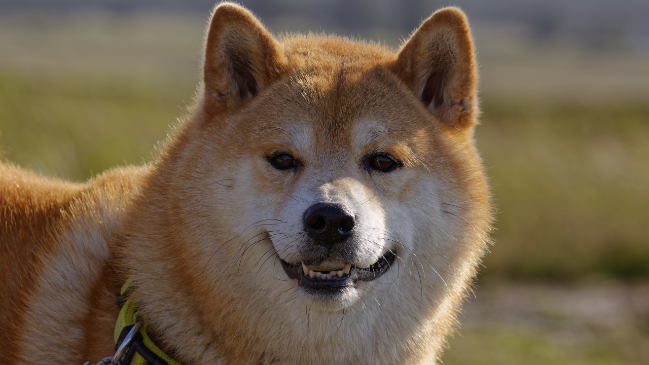 Пушистый пес породы акита ину с ошейником