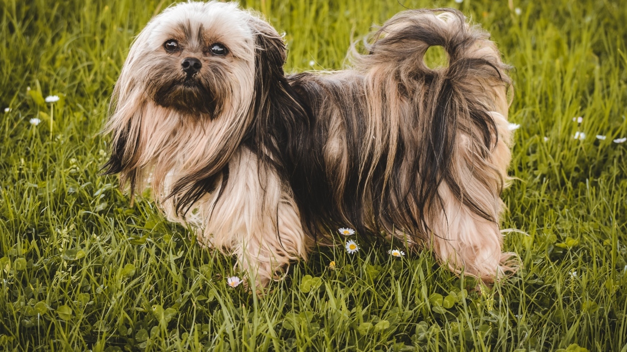 Пушистая русская  цветная болонка стоит на зеленой траве