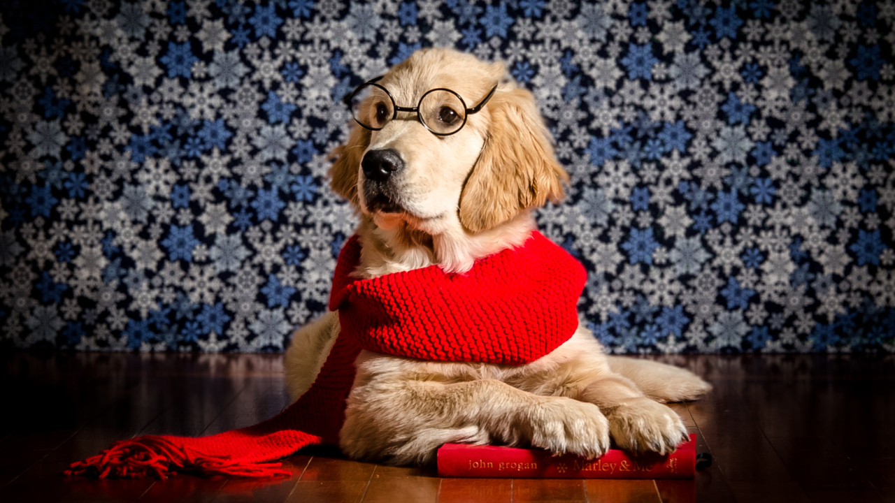 Золотистый ретривер в красном шарфе