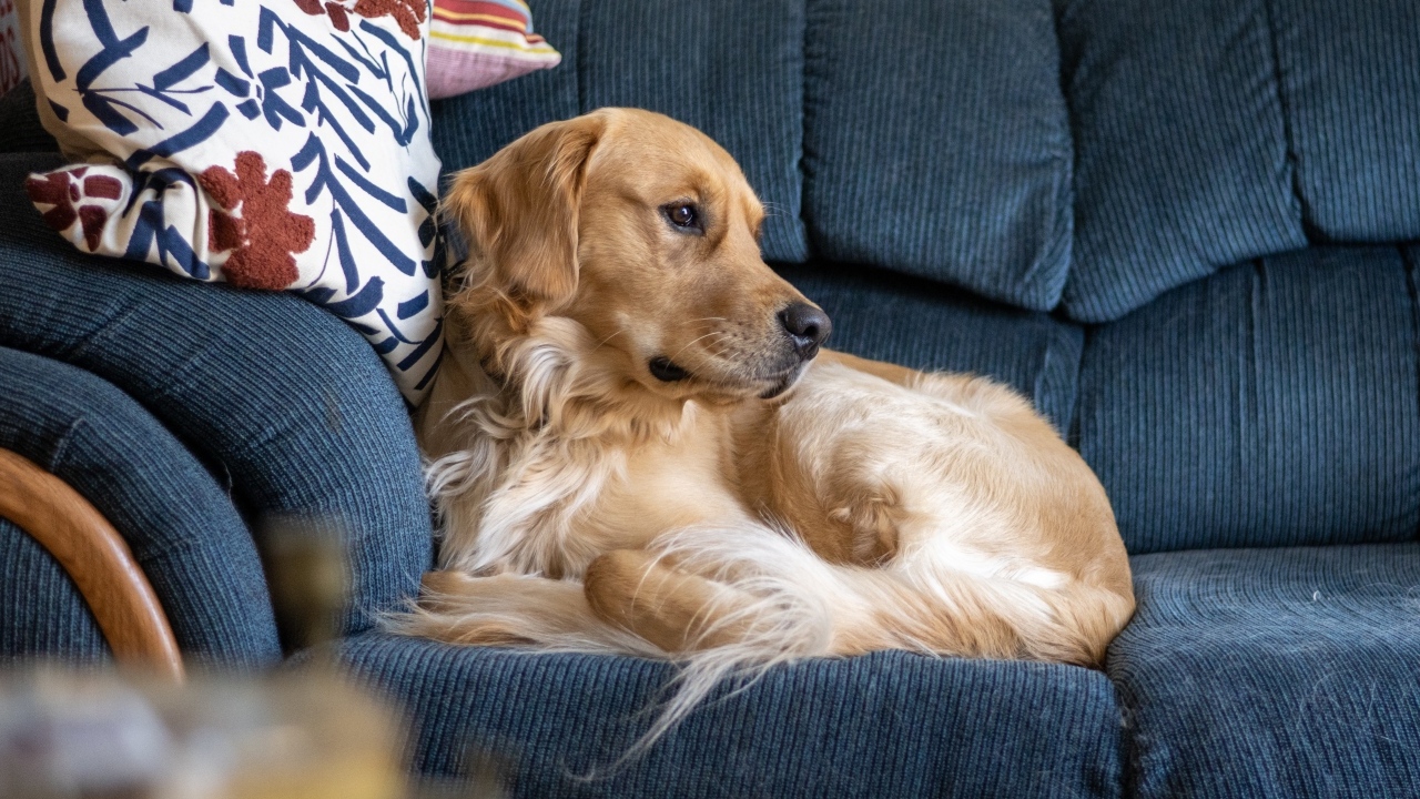 Золотистый ретривер лежит на диване