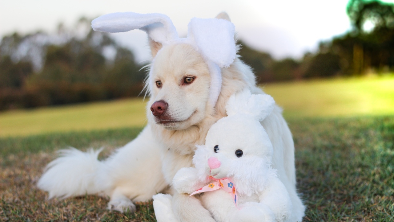 Золотистый ретривер с игрушечным зайцем