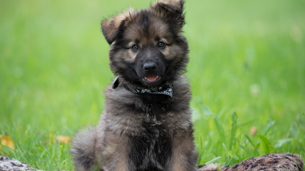 Маленький щенок немецкой овчарки сидит на траве