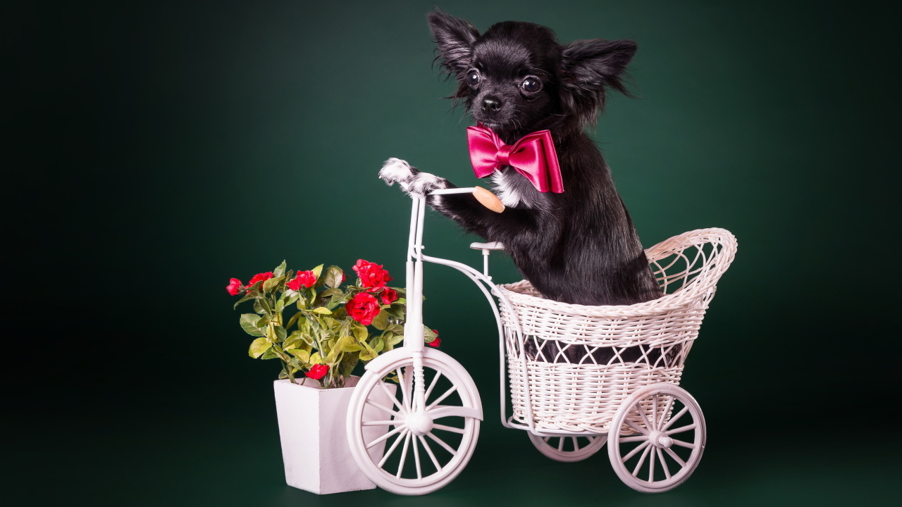 Маленький черный чихуахуа в корзинке