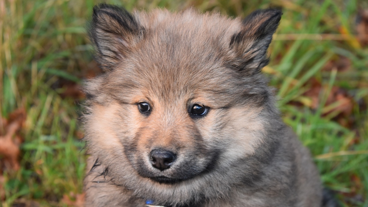 Маленький евразийский щенок крупным планом