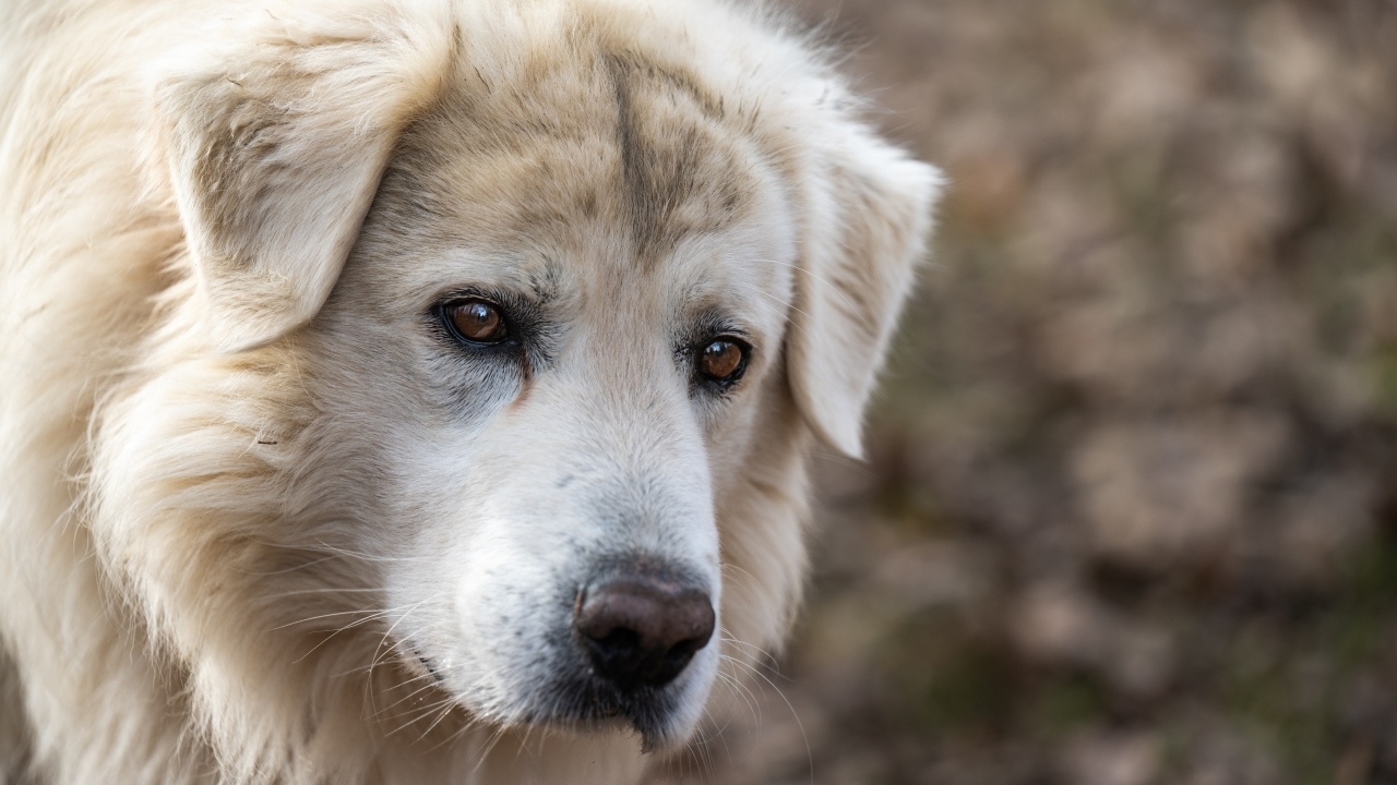 Старый белый пес с грустными глазами