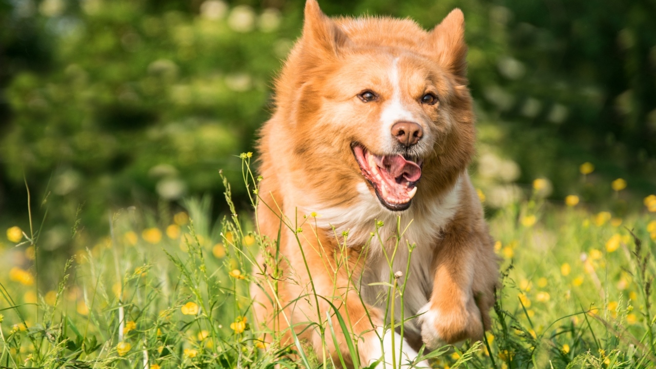 Рыжая собака бежит по зеленой траве 