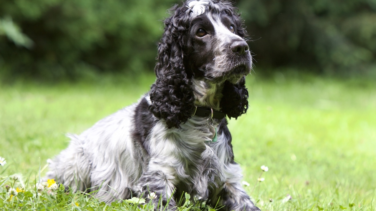 Грустный кокер спаниель лежит на траве