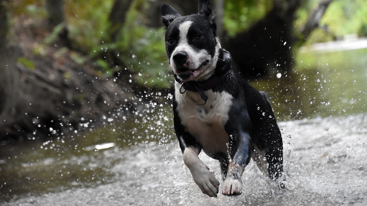 Довольный пес бежит по воде