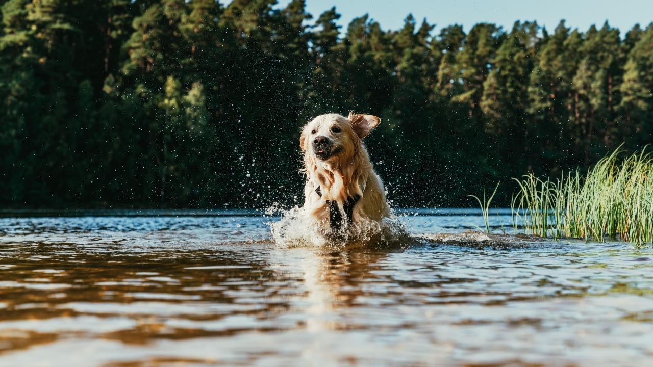 Довольный золотистый ретривер бежит по воде