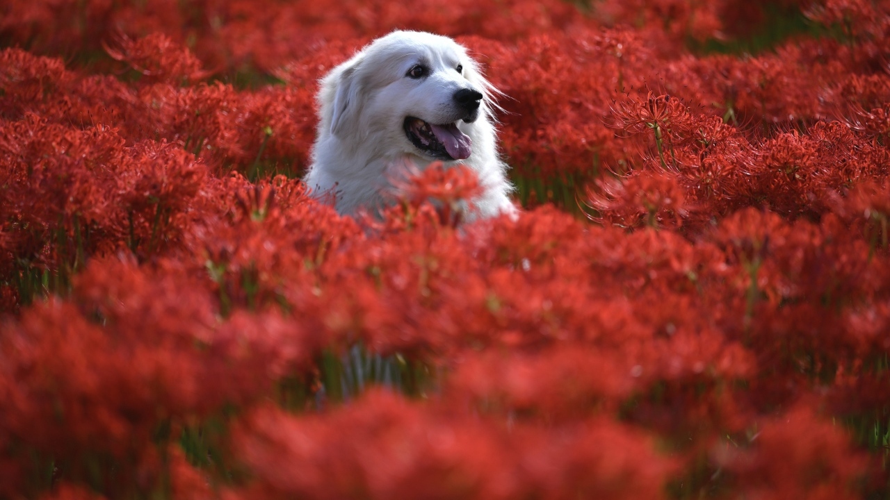 Довольный золотистый ретривер сидит в красных цветах