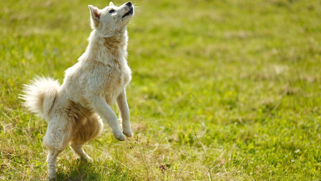 Довольная белая собака играет на зеленой траве
